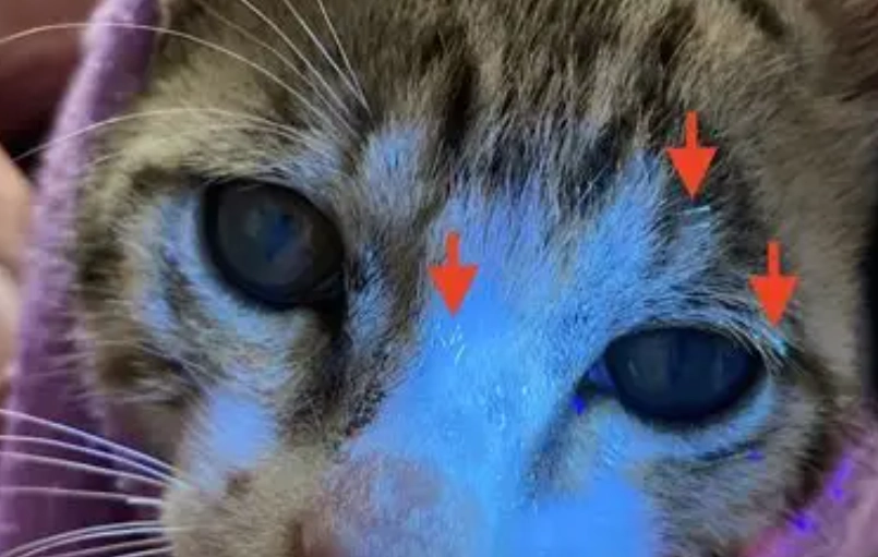 黴漿菌 預防 貓