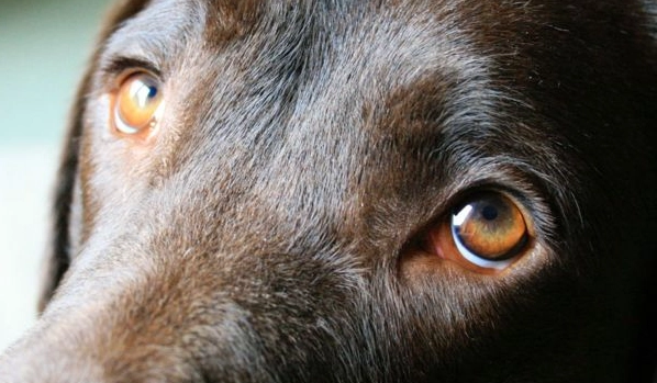 狗乾眼症凝膠挑選