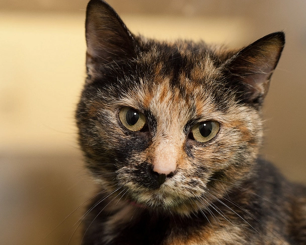 貓看得到顏色嗎