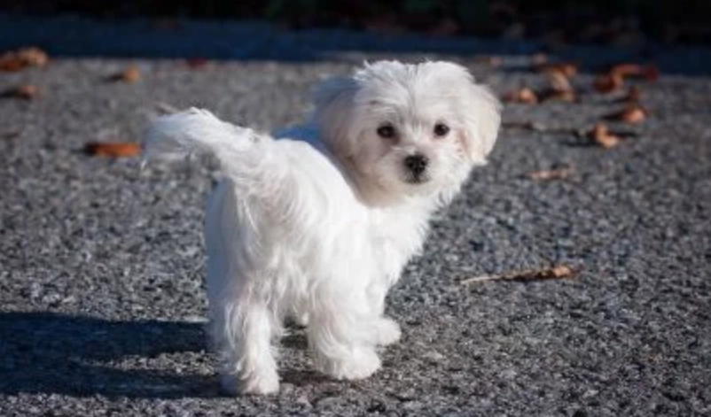 瑪爾濟斯聰明嗎