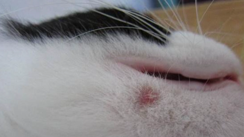 黴漿菌 預防 貓