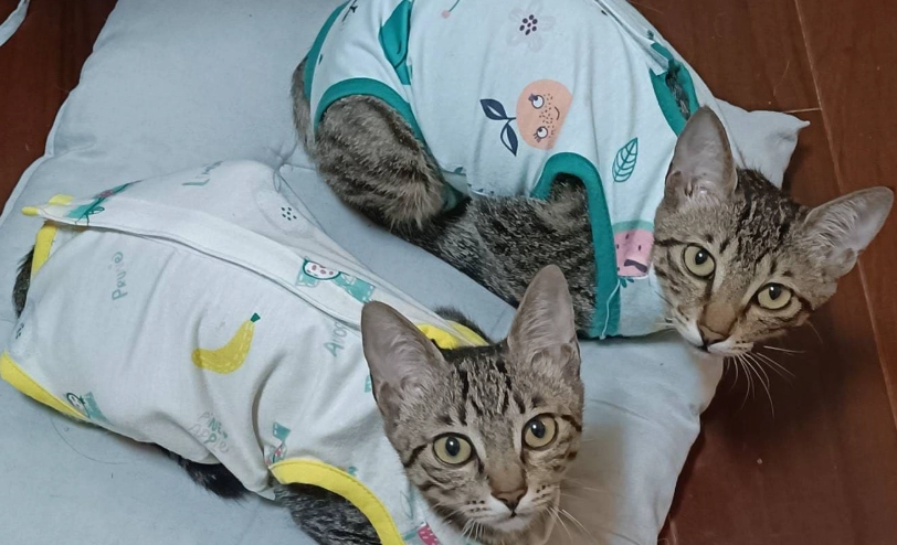 貓結紮後行為 貓結紮後行為