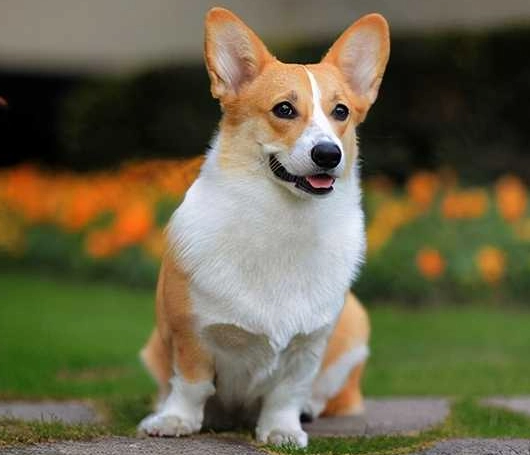 台灣柯基領養管道