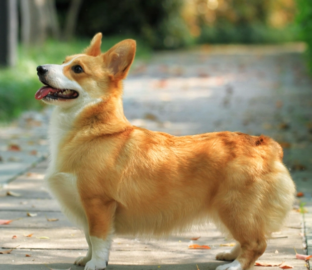 台灣柯基領養管道