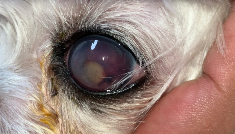 狗葡萄膜炎症状