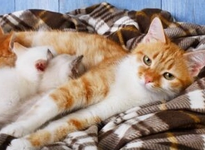 貓咪懷孕幾個月