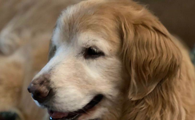 犬葡萄膜炎照護