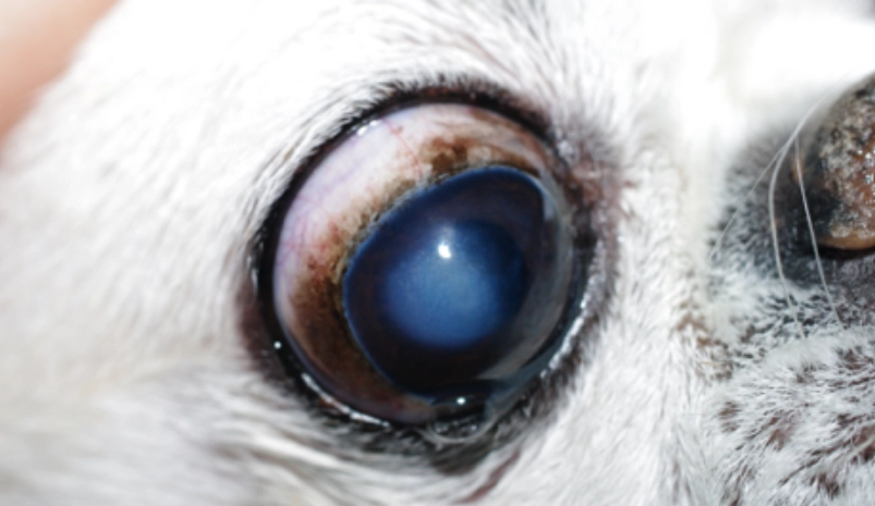 狗葡萄膜炎症状
