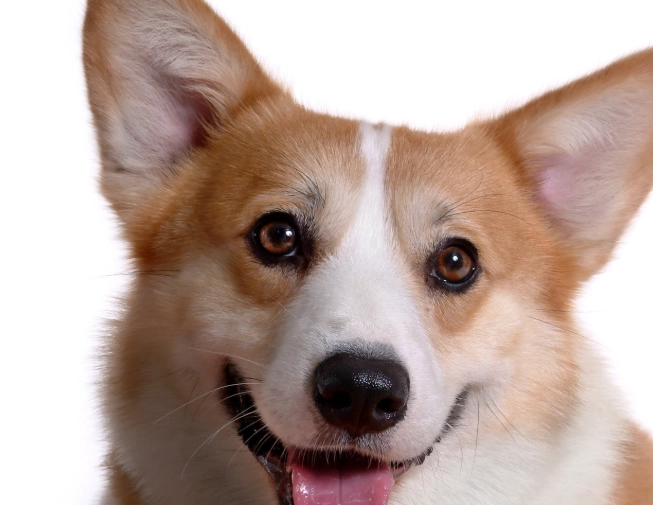 柯基犬飼養注意事項