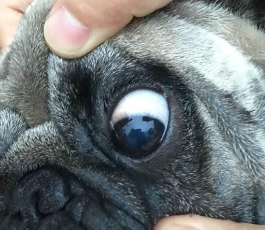 狗眼睛紅腫 狗眼睛紅腫