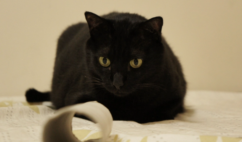 流浪貓適應 流浪貓適應