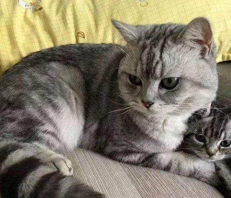 虎斑貓個性 虎斑貓個性