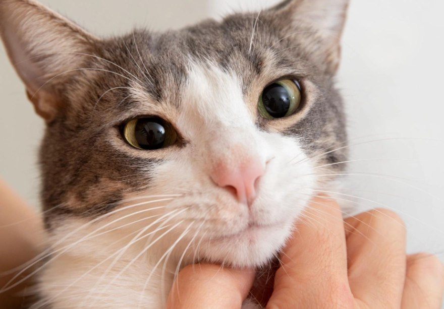 貓看得到顏色嗎