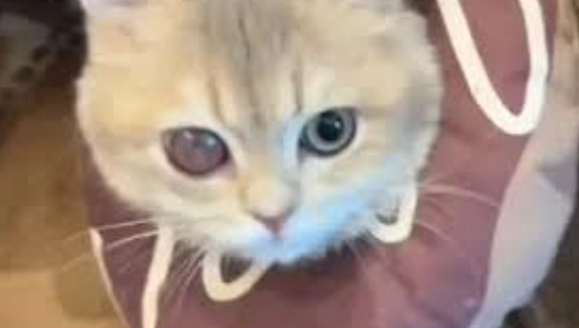 貓眼睛發炎治療