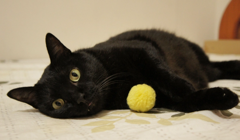 收編浪貓 收編浪貓