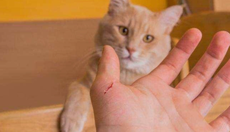 人貓共通傳染病