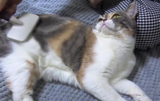 讓貓毛柔順