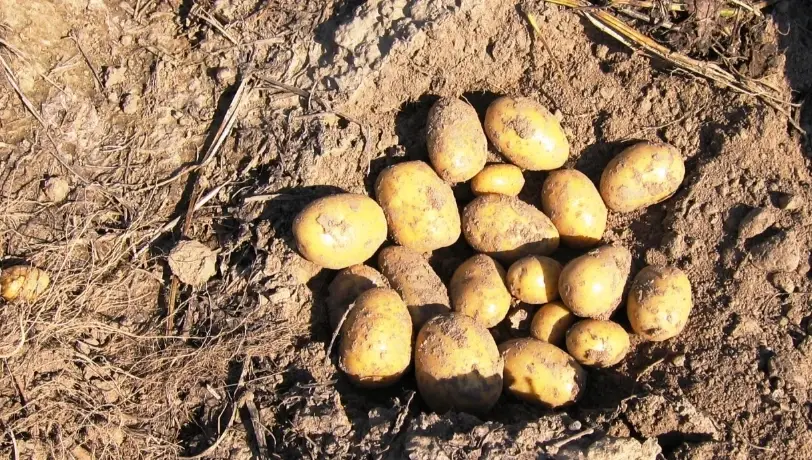 帶皮馬鈴薯料理 帶皮馬鈴薯料理