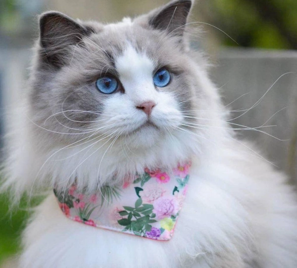 黏人貓品種排行 黏人貓品種排行