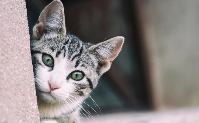 人貓共通傳染病