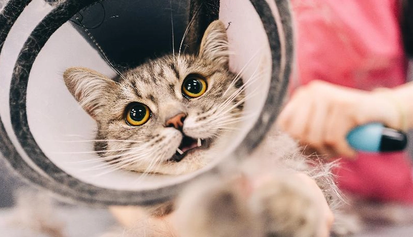 貓咪結紮後照顧