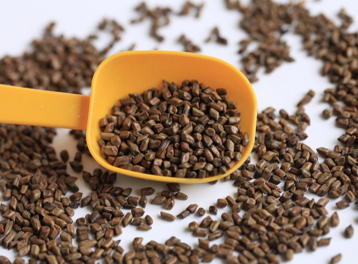 決明子麥茶 決明子麥茶