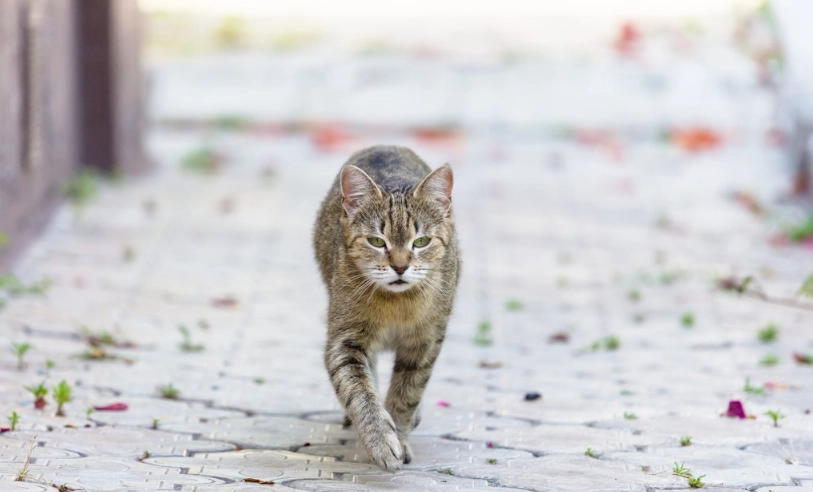 貓咪想出去 貓咪想出去