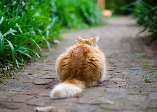 貓咪情緒判斷 貓咪情緒判斷