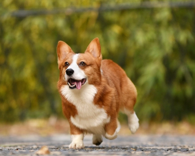 台灣柯基領養管道
