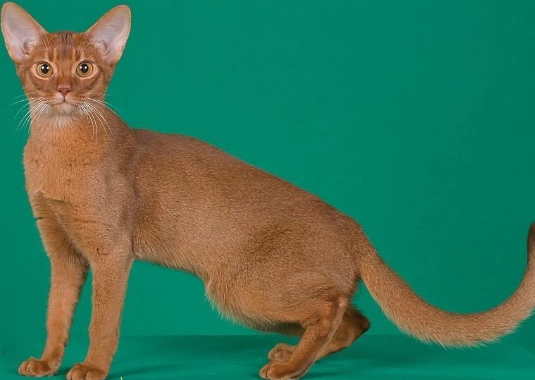 貓咪陪伴特質 貓咪陪伴特質