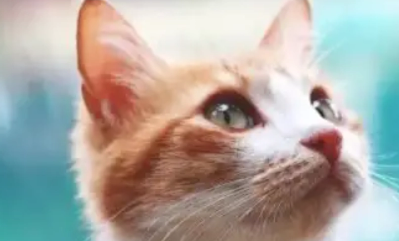 貓 黴漿菌 症狀