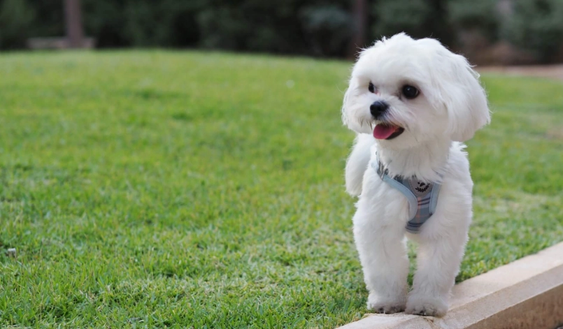 瑪爾濟斯聰明嗎