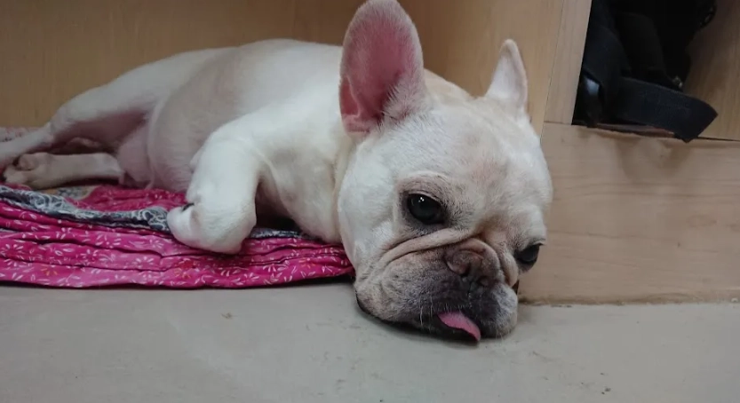 狗狗眼睛發炎治療