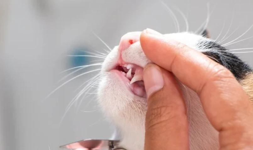 老貓牙結石清潔 老貓牙結石清潔