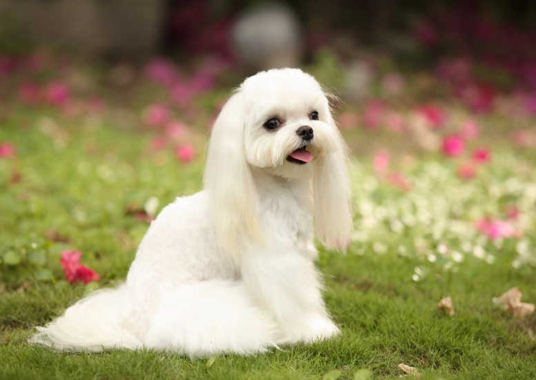 馬爾濟斯犬缺點