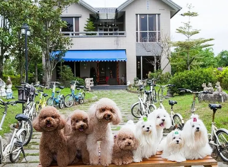 台中寵物旅館 台中寵物旅館