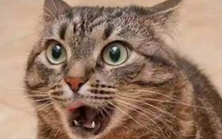 貓咪吐毛正常嗎