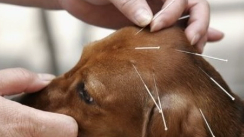 寵物針灸 寵物針灸