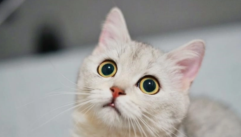 貓咪疫苗前禁食 貓咪疫苗前禁食