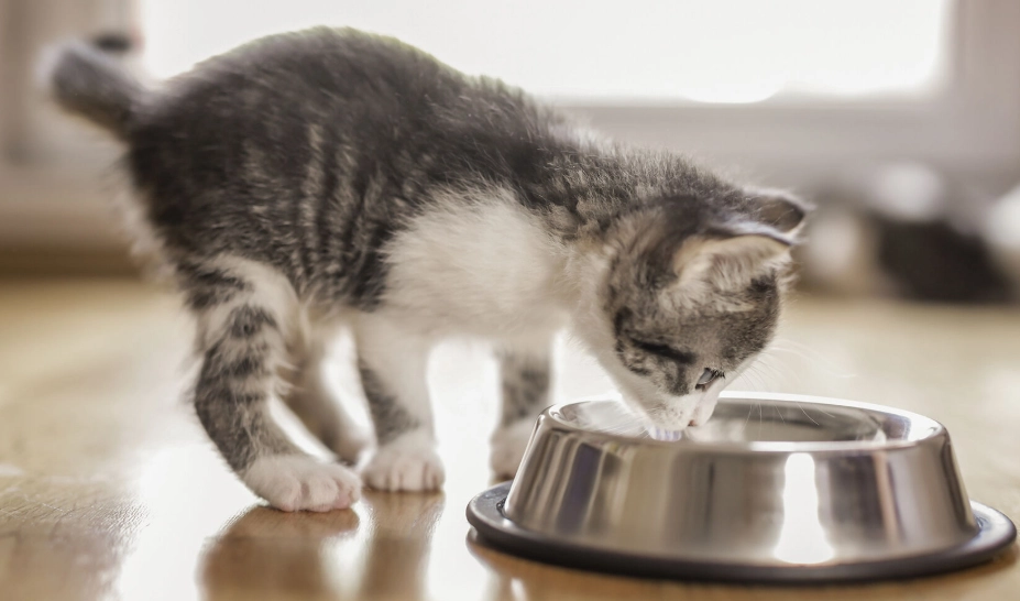 幼貓多久吃一次