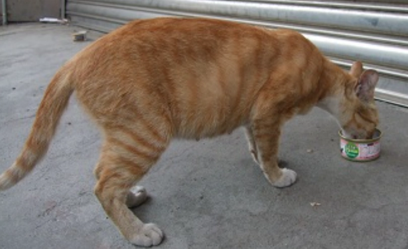 子宮蓄膿 子宮蓄膿