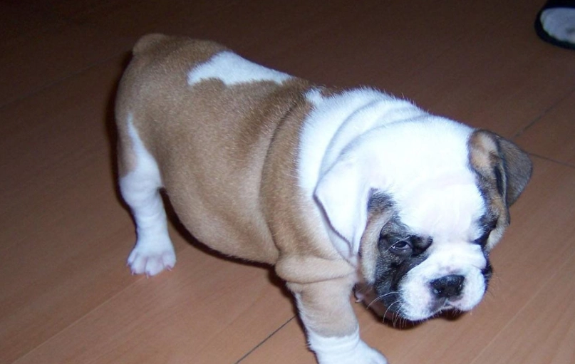 英國鬥牛犬優缺點 英國鬥牛犬優缺點