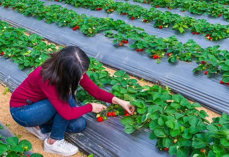 草莓園推薦