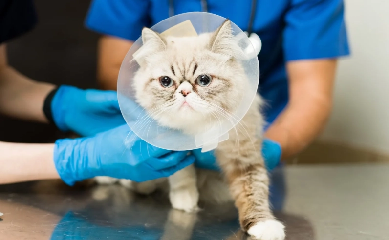 公貓結紮後行為改變