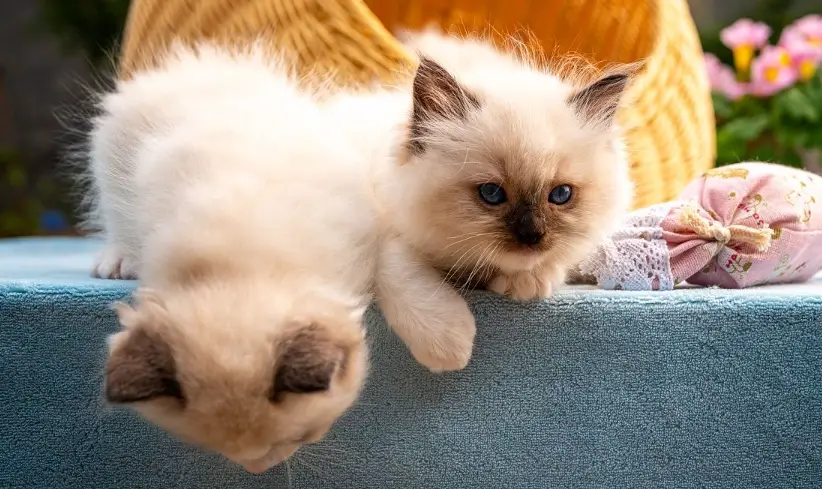 貓咪喜歡的聲音