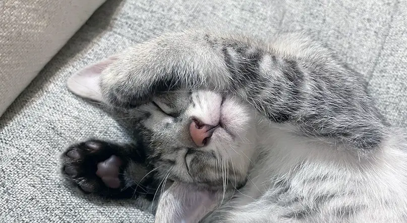 貓咪打疫苗注意事項 貓咪打疫苗注意事項