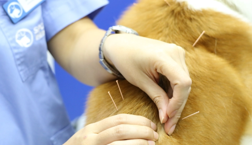 老年犬護理 老年犬護理