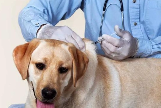 幼犬疫苗時間表