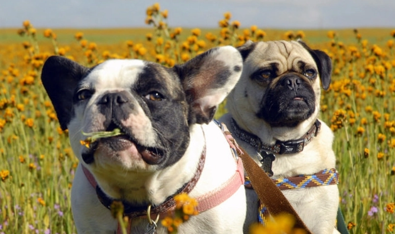 法鬥 巴哥 比較 法鬥 巴哥 比較