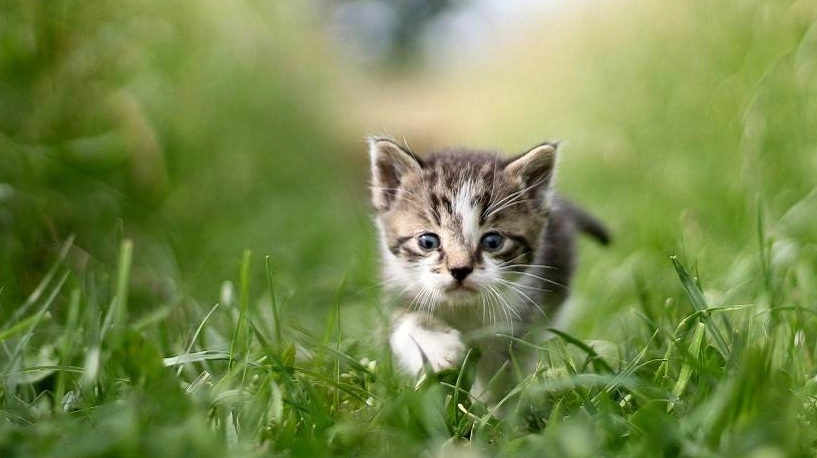 貓薄荷 安全 年齡 貓薄荷 安全 年齡